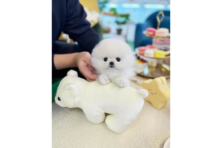 $250 : Pomeranian puppy for sale image 4