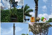 tree y landscaping en Miami