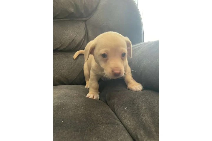 $150 : Chihuahua terrier male image 2