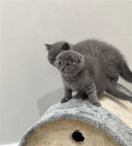 $210 : Scottish kittens kittens image 2