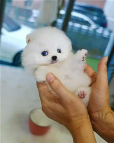 $250 : Pomeranian puppies for sale image 3