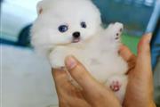 $250 : Pomeranian puppies for sale thumbnail