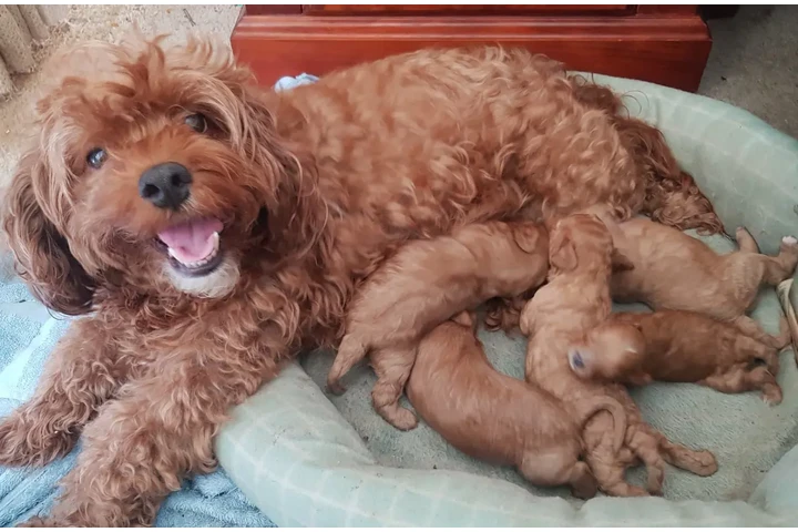$500 : Cachorros Cavapoo para nuevos image 5
