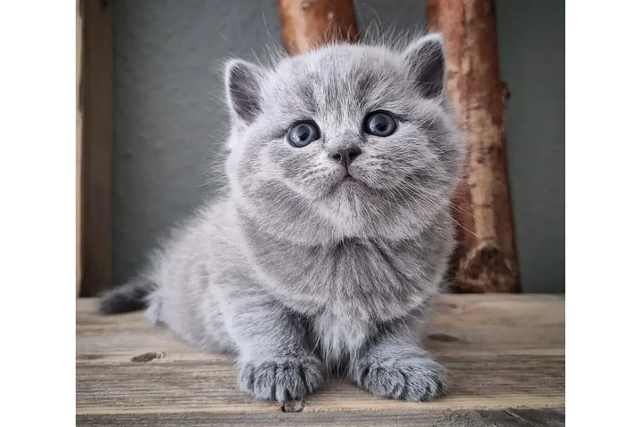 $250 : Purebred British shorthair image 1