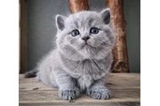 Purebred British shorthair en Bronx