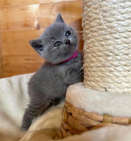 $350 : BSH kittens For Sale image 2