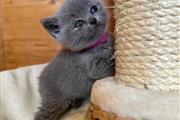 $350 : BSH kittens For Sale thumbnail