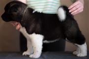 Akita puppy for adoption en Denver
