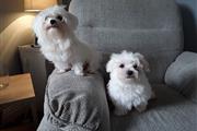 $376 : Cachorros malteses de pura raz thumbnail