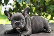 $420 : 3 French Bulldog For Sale thumbnail