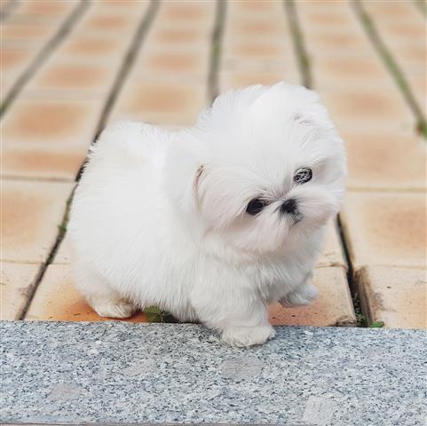 $250 : Beautiful Pomeranians puppies image 3