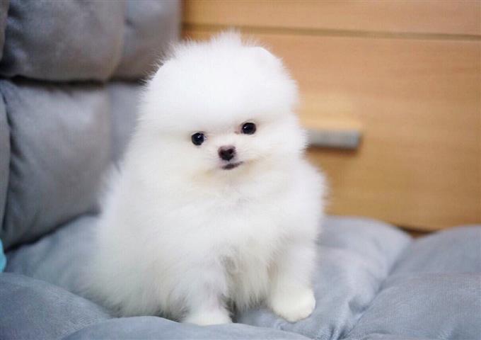 $1 : Pomeranian Pups for free adopt image 2
