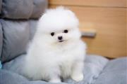 $1 : Pomeranian Pups for free adopt thumbnail