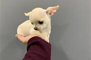 $250 : Chihuahua puppies thumbnail