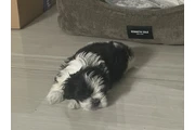$500 : Shih tzu thumbnail