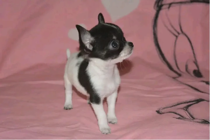$300 : Teacup Chihuahua puppies image 1