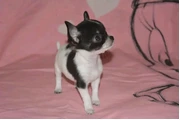Teacup Chihuahua puppies en Los Angeles
