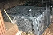 Wenceslao pest control en Los Angeles