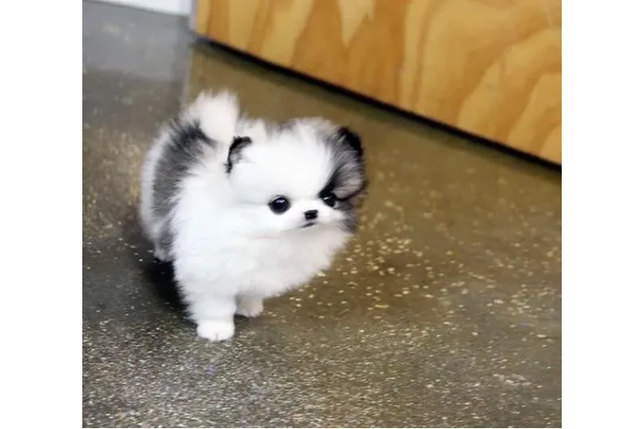 $200 : Teacup puppy image 4