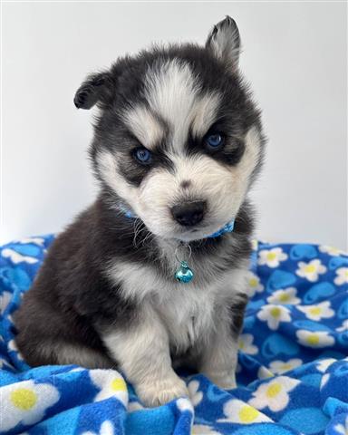 $350 : Cachorrito Husky Siberiano image 2