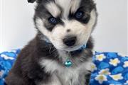 $350 : Cachorrito Husky Siberiano thumbnail