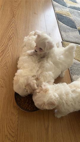 $500 : Maltese puppies for sale image 3