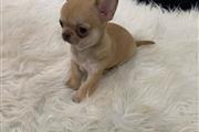 $250 : Chihuahua puppies thumbnail