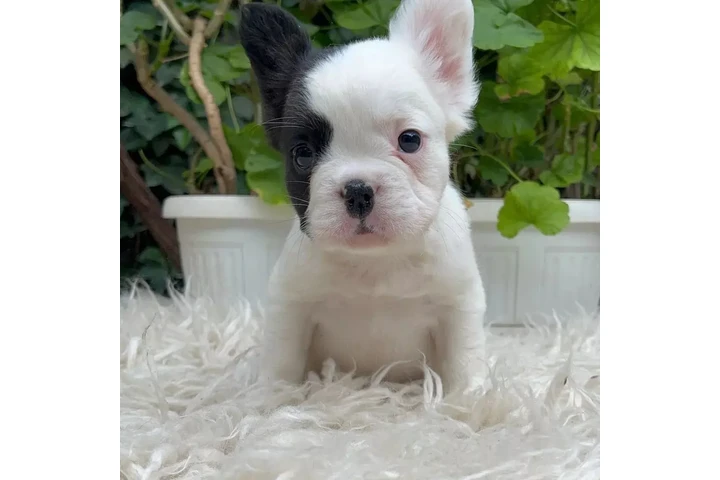 $300 : French bulldog and Pomeranian image 5