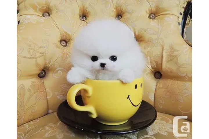 $230 : chihuahuas and pom puppy's image 2