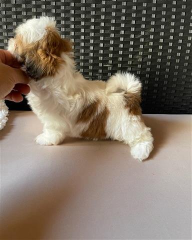 $250 : Affectionate Shih Tzu Puppies image 1