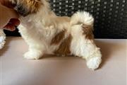 Affectionate Shih Tzu Puppies en Philadelphia