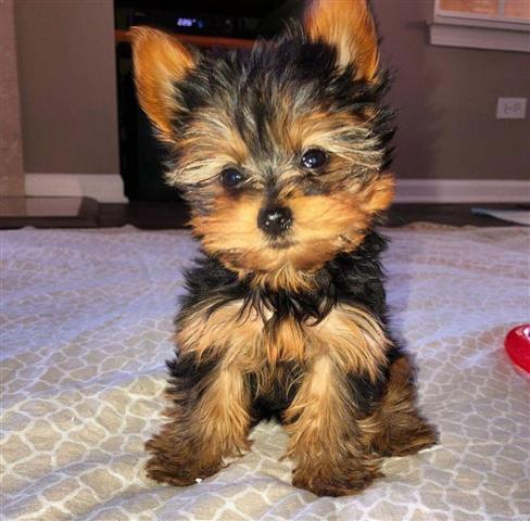 2Adorable Yorkie Puppies | Palm Springs | 17998052