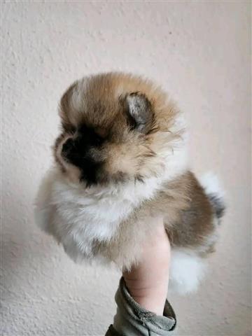 $500 : Teacup Pomeranian puppy image 3