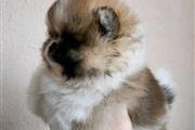 $500 : Teacup Pomeranian puppy thumbnail