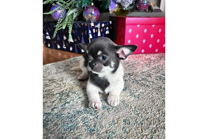 $290 : Cachorros chihuahua de 8 seman image 2