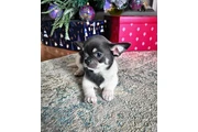 $290 : Cachorros chihuahua de 8 seman thumbnail