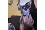 $600 : Chihuahuas thumbnail