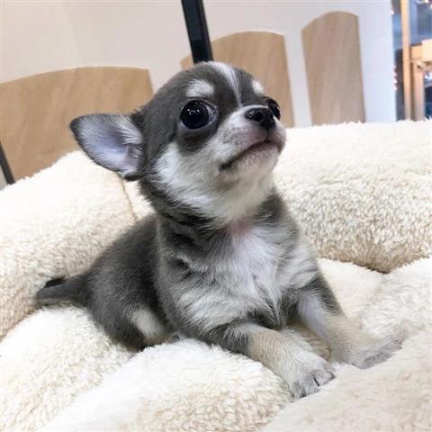 $400 : Chihuahua Puppies for sale image 2