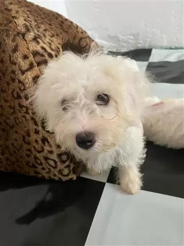 $510 : BUY sweet maltese puppies image 2