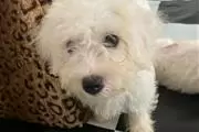 $510 : BUY sweet maltese puppies thumbnail