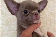 $350 : chihuahua en venta thumbnail