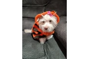 $75 : Linda  perrita thumbnail