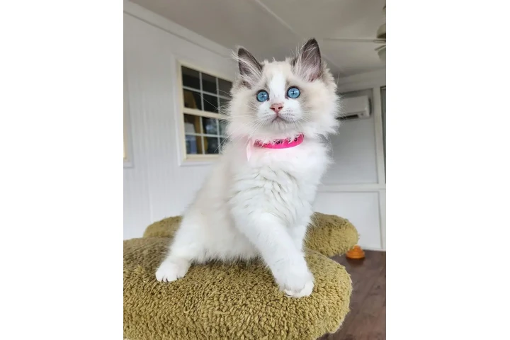 $220 : BELLEJOY Ragdoll Kittens Ready image 1