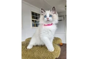 BELLEJOY Ragdoll Kittens Ready