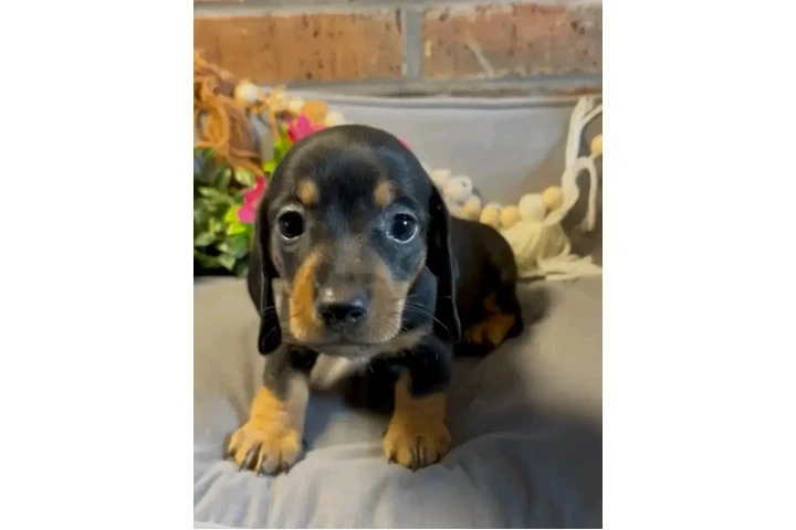 $650 : Dachshund puppy for sale image 5