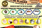 SERFUMEX CONTROL DE PLAGAS thumbnail 2