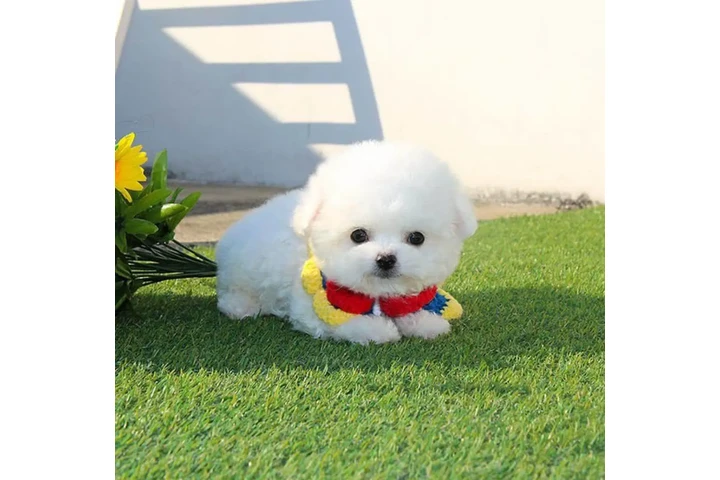 $350 : Cachorro Bichon Frise image 3