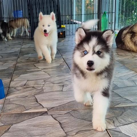 $500 : Hermosos husky siberiano image 3