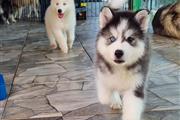 $500 : Hermosos husky siberiano thumbnail