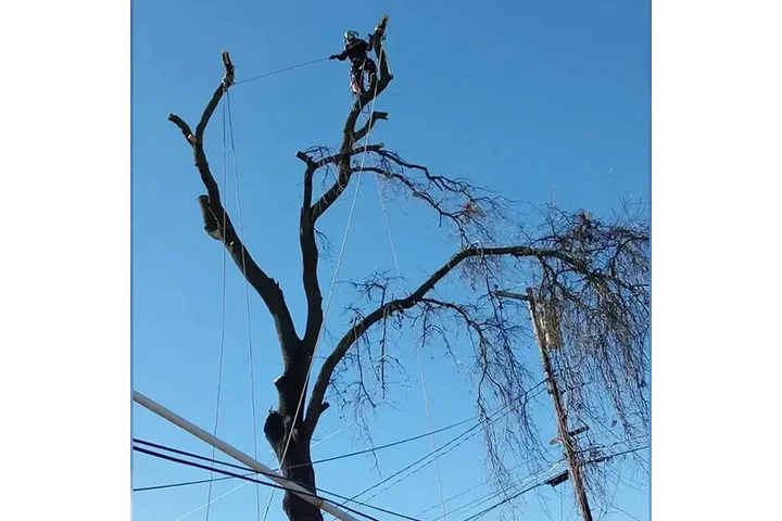E&A Tree Service Inc. image 3